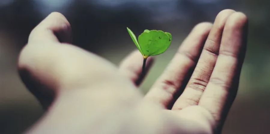 A hand holding a small green plant